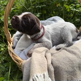 Wirehaired Pointing Griffon Puppies from Idleista Grand Chasseur