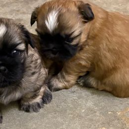 Shih Tzu Puppies from shihtzudynasty Pings Dynasty