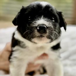 Avery - Black and white male Border Collie puppy in East Ellijay, Georgia from Nine Peaks Border Collies