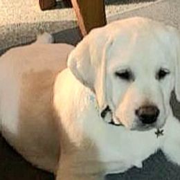 Brooke - Labrador Retriever puppy in Texas from Mystic Pines Labradors