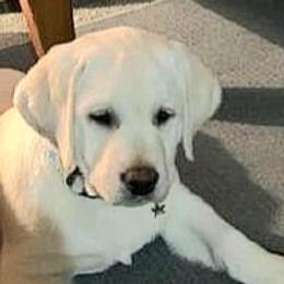 Brooke - Labrador Retriever puppy in Texas from Mystic Pines Labradors