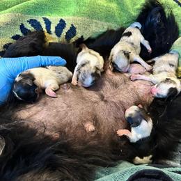 Ace - Black parti male Pomeranian puppy in Waterloo, Indiana from Garcias Pomeranian
