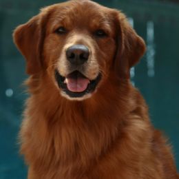 River - Golden Retriever