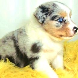 Australian Shepherd Puppies from Winsome Aussies