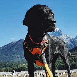 Labrador Retrievers from TK Hot Kennels