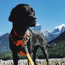 Labrador Retrievers from TK Hot Kennels