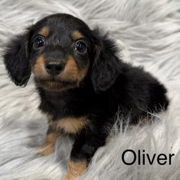 Oliver - Black and tan male Dachshund puppy in Cabool, Missouri from Dachshund's of Country Magic Farms in Missouri