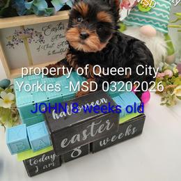John - Black and tan male Yorkshire Terrier puppy in Charlotte, North Carolina from Queen City Yorkies