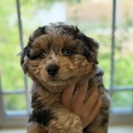 Aussiedoodle Puppies from Navarro Royal Pups
