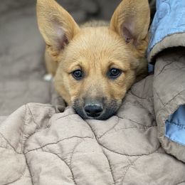 American Corgi and Pembroke Welsh Corgi Puppies from Foxy Knoll Farm
