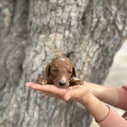 Grey collar - Parti male Goldendoodle puppy in Bakersfield, California from Cisneros Goldendoodles
