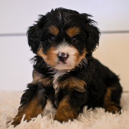 Olivia - Tri-color female Bernedoodle puppy in Ogden, Utah from Stanger Farms