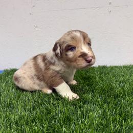 Doc Holliday - Red merle male Australian Shepherd puppy in Smithfield, Utah from C&C Ranch