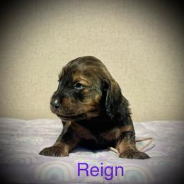 Reign - Red female Dachshund puppy in Bluff City, Tennessee from Sidanelv Dachshunds