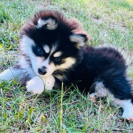 Tennessee Girl 2 - Black and white female Pomsky puppy in Monroe, Georgia from Beastly Beauties Huskies & Pomskies