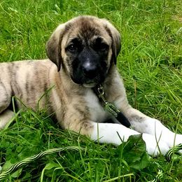 Anatolian Shepherd Dogs from North Star Kinders