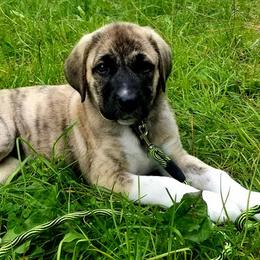 Anatolian Shepherd Dogs from North Star Kinders