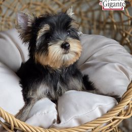 Freddy Krueger - Black and tan male Yorkshire Terrier puppy in California from Corazon de gigante
