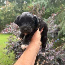 Elsa - Black female Yorkipoo puppy in Henderson, North Carolina from Dorans Danes and Doodles