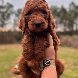 Poodle Puppies from Southern Sunshine Standards