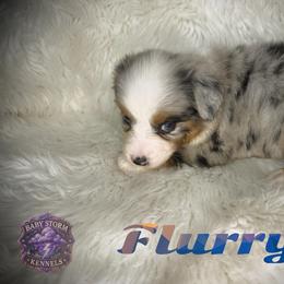 Flurry - Blue merle female Miniature Australian Shepherd puppy in Lubbock, Texas from Baby Storm Kennels