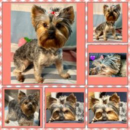 Tika - Blue and gold female Yorkshire Terrier puppy in Annandale, Virginia from Artisan Yorkies LLC