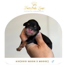 Air - Tri-color male Australian Labradoodle puppy in Clarksville, Tennessee from Fairytale Lane Australian Labradoodles