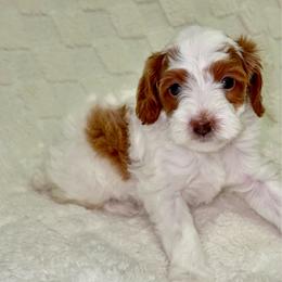Simba - Red  male Goldendoodle puppy in Mesa, Arizona from AZ River Doodles