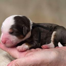 Brownie - Merle male Bernedoodle puppy in Mc Gaheysville, Virginia from Doting Doodles