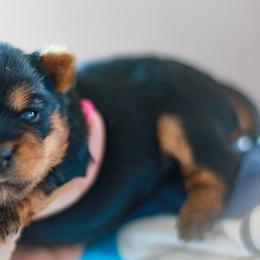 Yorkshire Terrier Puppies from Essence of Grace Yorkies