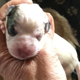 65-04 - Red speckled female Australian Cattle Dog puppy in Sheridan, Oregon from 6pk Cattledogs