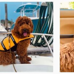 Australian Labradoodle Puppies from Lake Keowee Labradoodles