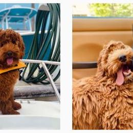 Australian Labradoodle Puppies from Lake Keowee Labradoodles