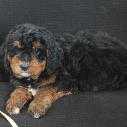 Sammie - Tri-color female Bernedoodle puppy in Westminster, South Carolina from Goldendoodlepuppiessc