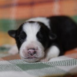 SALEM - Black tri-color male Australian Shepherd puppy in Star City, Arkansas from Blush & Lace Aussie Co.