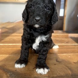 Mr. Blue Collar - Black male Goldendoodle puppy in Annandale, Minnesota from Pleasant Lake Doodles