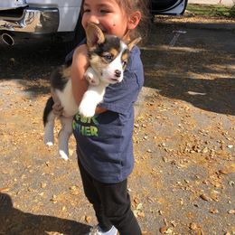 Pembroke Welsh Corgi Puppies from CB Corgis