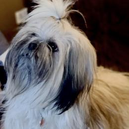 Aspen - Lhasa Apso