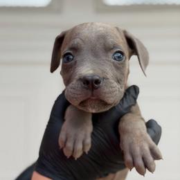 Binx - Gray brindle male Cane Corso puppy in Houston, Texas from Mortaio Cane Corso