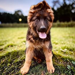 George - Black and red male German Shepherd puppy in Vintondale, Pennsylvania from Causey's Critters