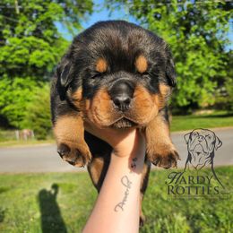 Rottweiler Puppies from Hardy Rotties