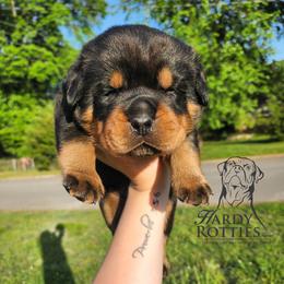 Rottweiler Puppies from Hardy Rotties