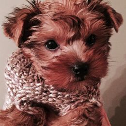 Bullmastiff and Yorkshire Terrier Puppies from Living in the Dog Houze