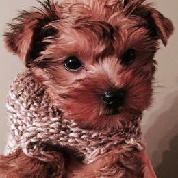 Bullmastiff and Yorkshire Terrier Puppies from Living in the Dog Houze