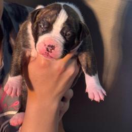 Red collar - Black brindle male American Staffordshire Terrier puppy in Cloverdale, Indiana from Woodshire American Staffordshire Terrier’s
