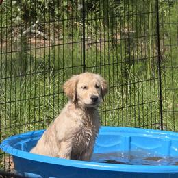 Golden Retriever Puppies from Stellar Acres Golden Retrievers