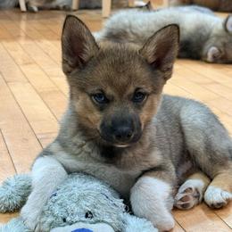 Flora - Wolf sable female Pomsky puppy in Doon, Iowa from Luxury Pomsky