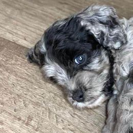 Cockapoos from Southwest Ohio Cockapoo’s