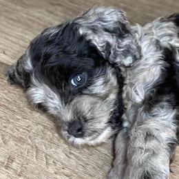 Cockapoos from Southwest Ohio Cockapoo’s