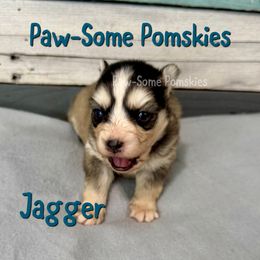 Jagger - Silver and white male Pomsky puppy in Krum, Texas from Paw-Some Pomskies